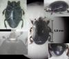 Margarinotus purpurascens